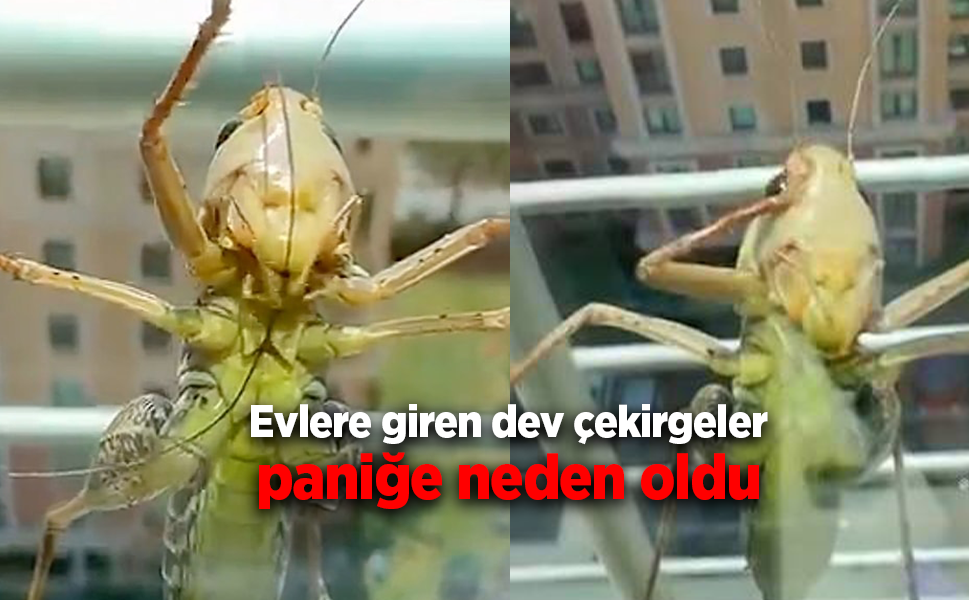 İstanbul'da evlere giren dev çekirgeler paniğe neden oldu