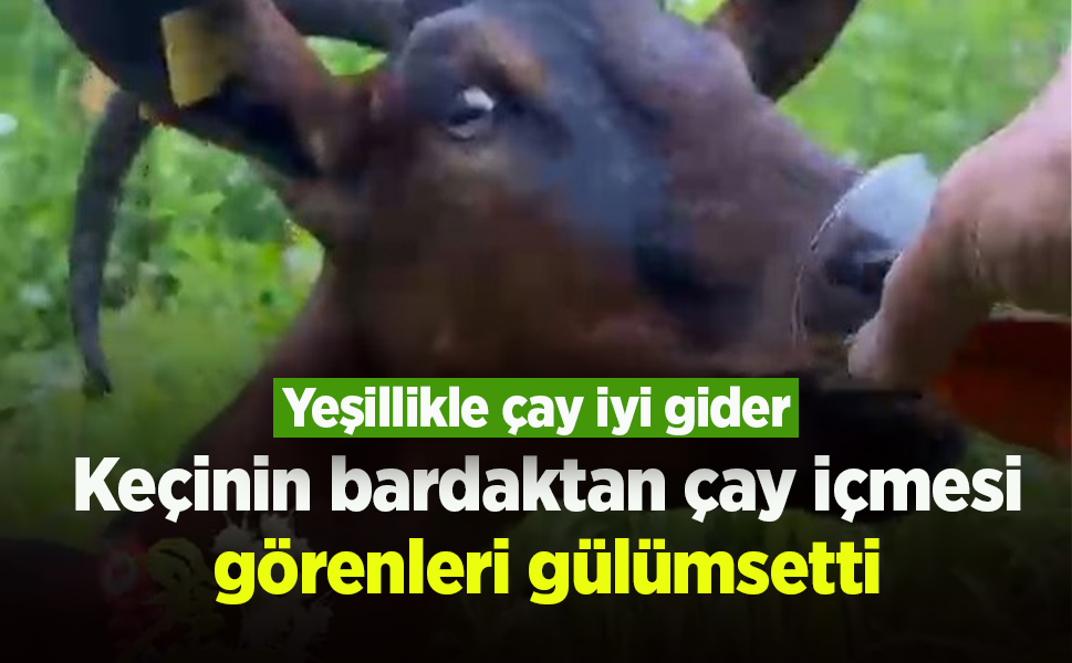 Keçinin bardaktan çay içmesi görenleri gülümsetti