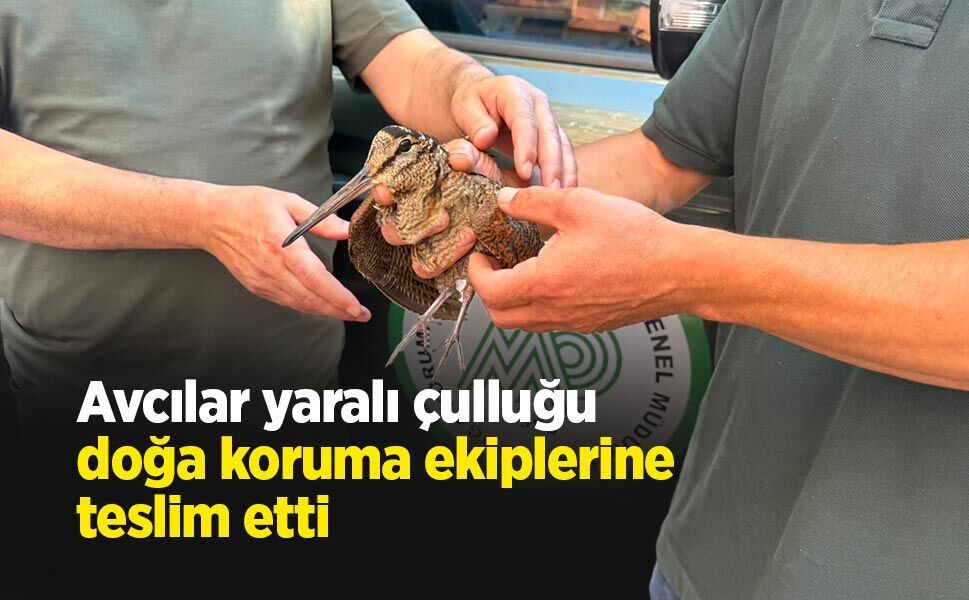 Avcılar yaralı çulluğu doğa koruma ekiplerine teslim etti