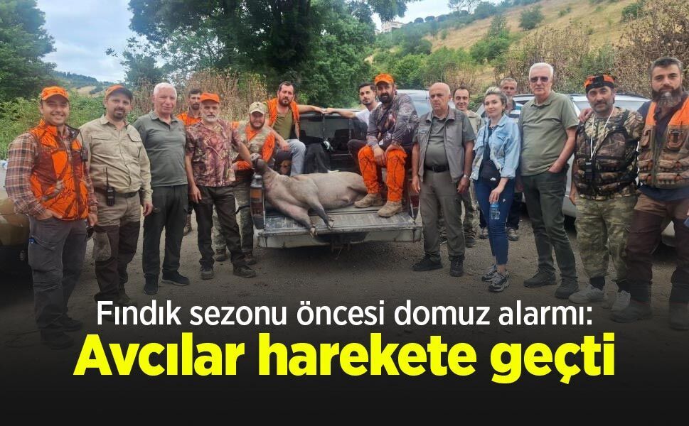 Fındık sezonu öncesi domuz alarmı: Avcılar harekete geçti