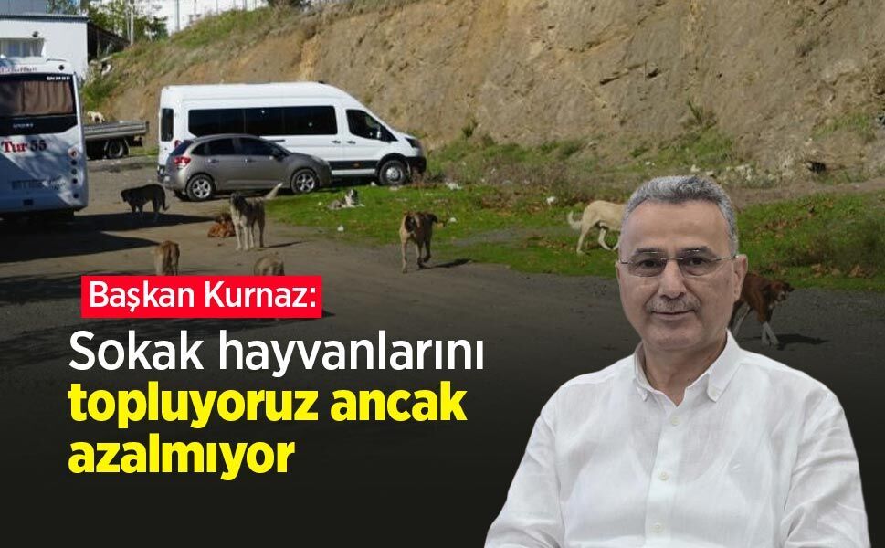 Başkan Kurnaz: "Sokak hayvanlarını topluyoruz ancak azalmıyor"