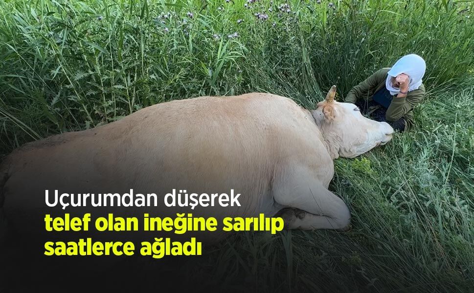 Uçurumdan düşerek telef olan ineğine sarılıp saatlerce ağladı