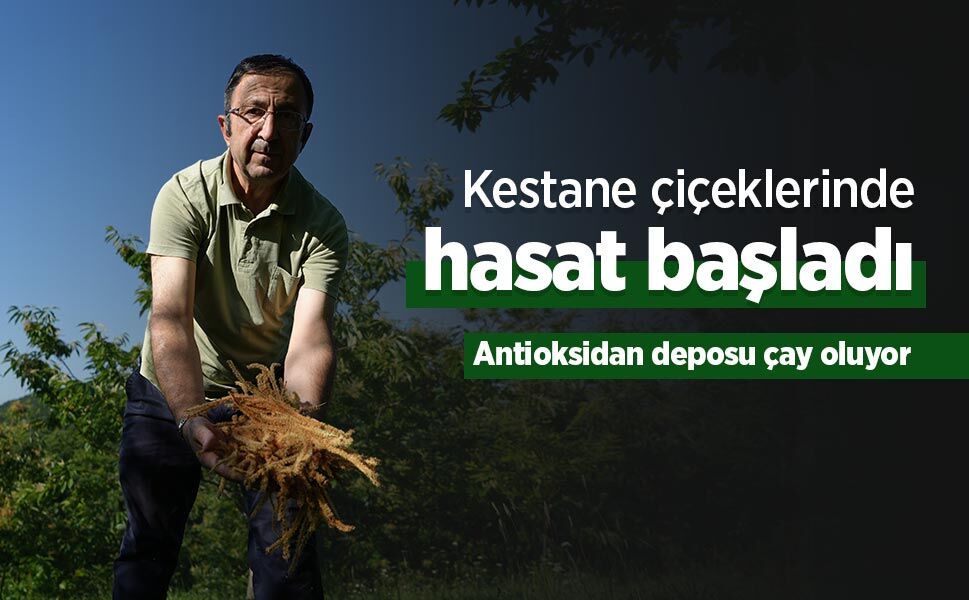 Kestane çiçeklerinde hasat başladı: Antioksidan deposu çay oluyor