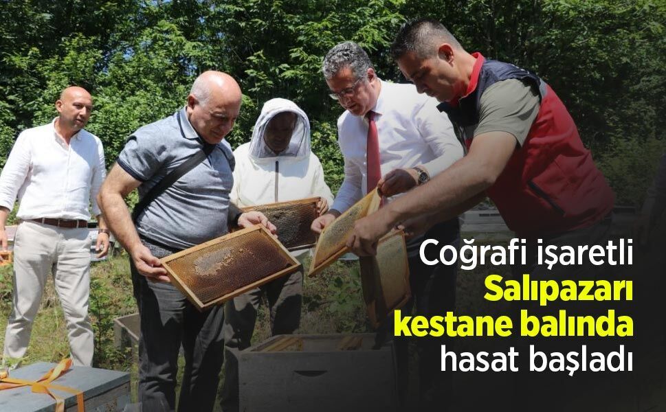 Coğrafi işaretli Salıpazarı kestane balında hasat başladı