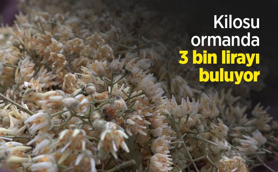 Kilosu ormanda 3 bin lirayı buluyor