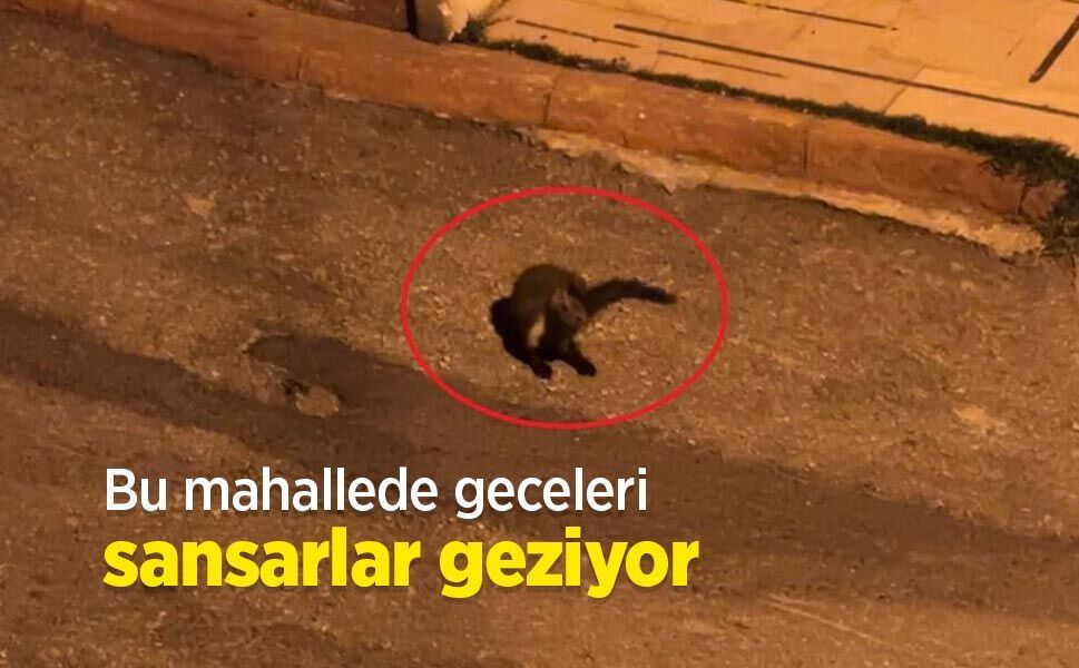 Bu mahallede geceleri sansarlar geziyor