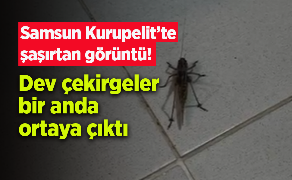 Samsun Kurupelit’te şaşırtan görüntü! Dev çekirgeler bir anda ortaya çıktı