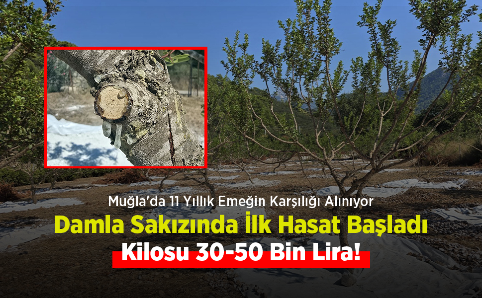Muğla'da 11 Yıllık Emeğin Karşılığı Alınıyor: Damla Sakızında İlk Hasat Başladı, Kilosu 30-50 Bin Lira!