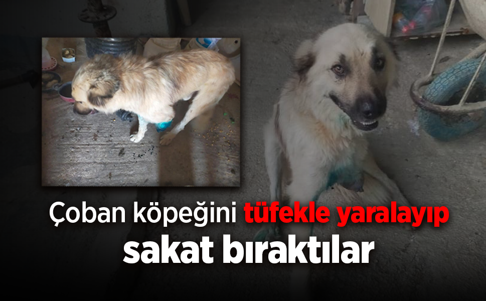 Çoban köpeğini tüfekle vurup sakat bıraktılar