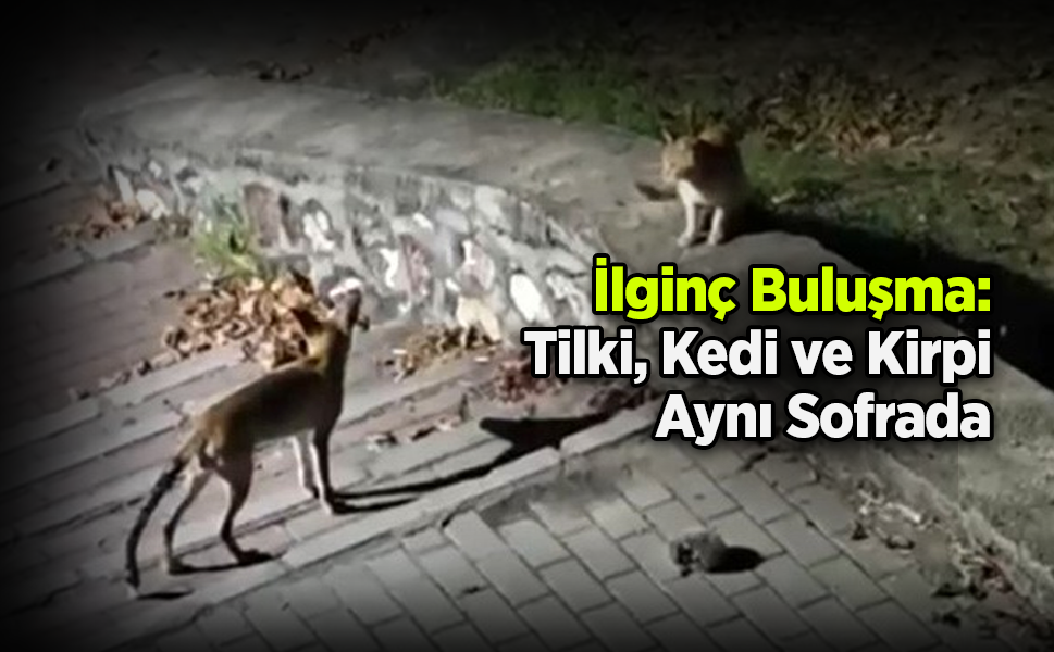 İlginç Buluşma: Tilki, Kedi ve Kirpi Aynı Sofrada