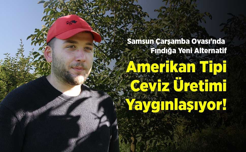 Samsun Çarşamba Ovası'nda Fındığa Yeni Alternatif: Amerikan Tipi Ceviz Üretimi Yaygınlaşıyor!