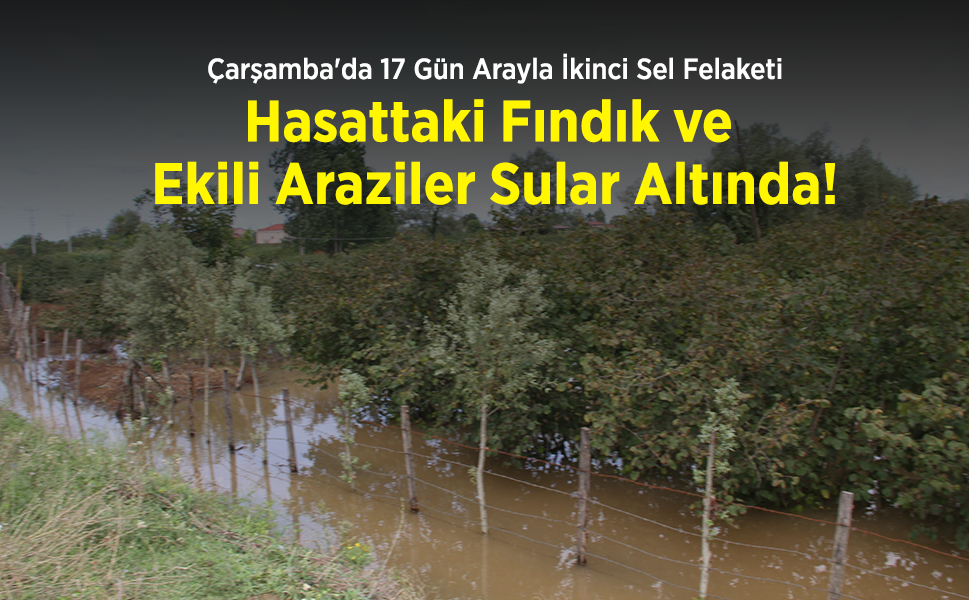 Çarşamba'da 17 Gün Arayla İkinci Sel Felaketi: Hasattaki Fındık ve Ekili Araziler Sular Altında!