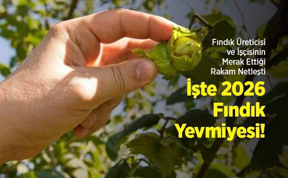 Fındık Üreticisi ve İşçisinin Merak Ettiği Rakam Netleşti: İşte 2026 Fındık Yevmiyesi!