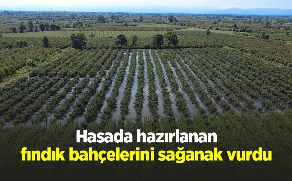 Hasada hazırlanan fındık bahçelerini sağanak vurdu