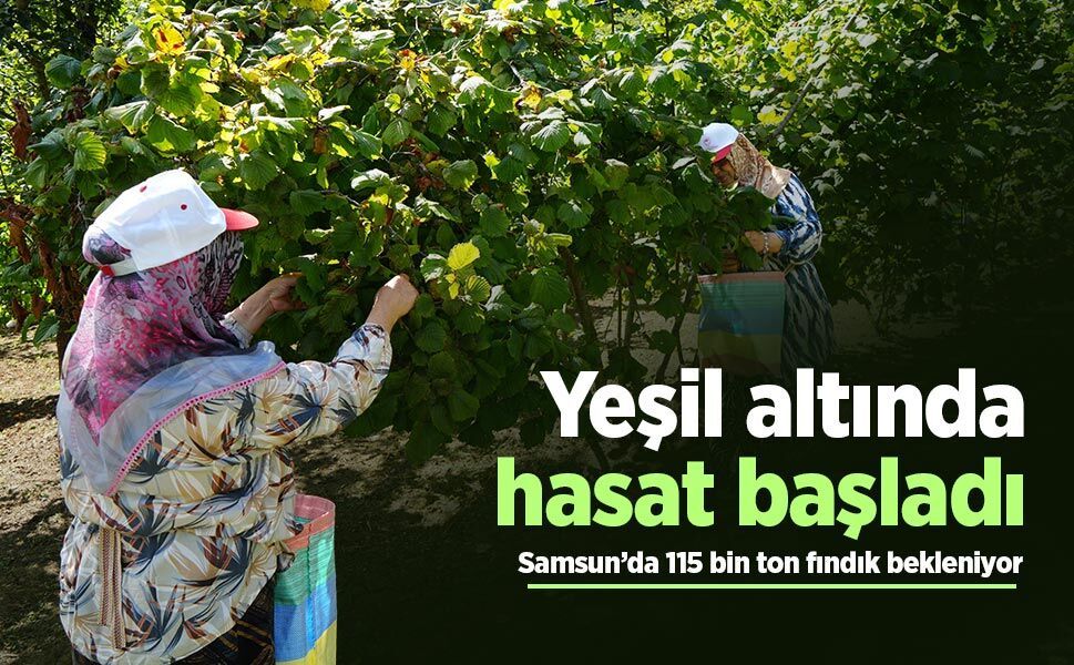 Yeşil altında hasat başladı: Samsun’da 115 bin ton fındık bekleniyor