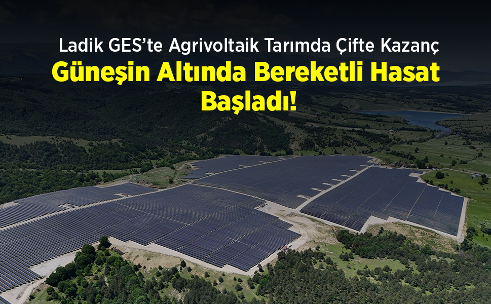 Ladik GES’te Agrivoltaik Tarımda Çifte Kazanç: Güneşin Altında Bereketli Hasat Başladı!