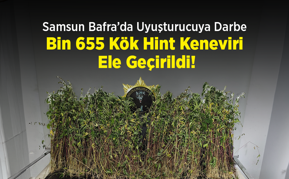 Samsun Bafra’da Uyuşturucuya Darbe: Bin 655 Kök Hint Keneviri Ele Geçirildi!