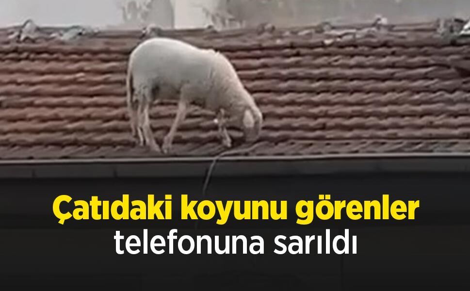 Çatıdaki koyunu görenler telefonuna sarıldı