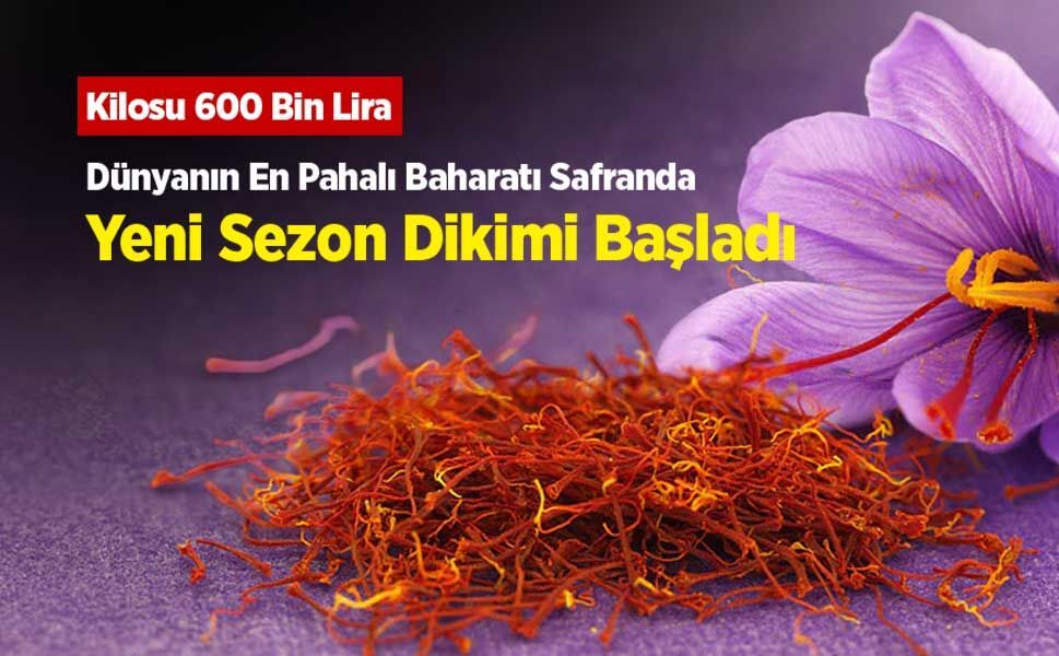 Kilosu 600 Bin Lira! Dünyanın En Pahalı Baharatı Safranda Yeni Sezon Dikimi Başladı