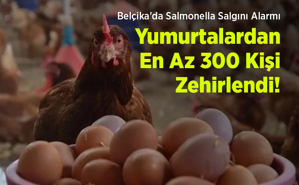 Belçika'da Salmonella Salgını Alarmı: Yumurtalardan En Az 300 Kişi Zehirlendi!
