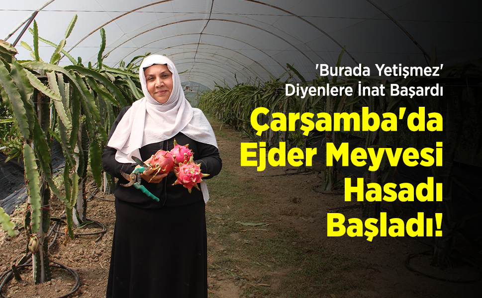 'Burada Yetişmez' Diyenlere İnat Başardı: Çarşamba'da Ejder Meyvesi Hasadı Başladı!
