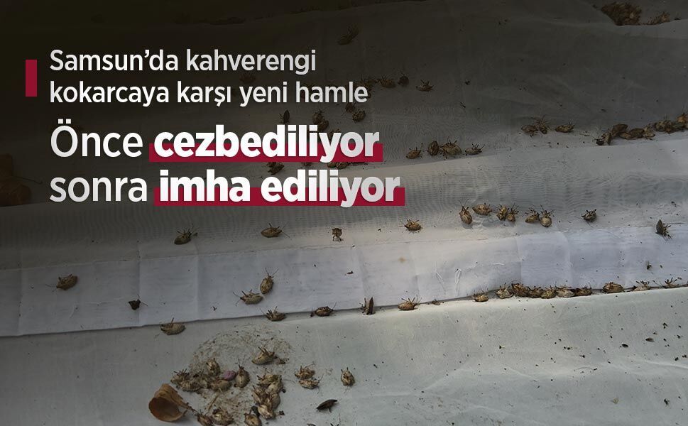 Samsun’da kahverengi kokarcaya karşı yeni hamle: Önce cezbediliyor, sonra imha ediliyor