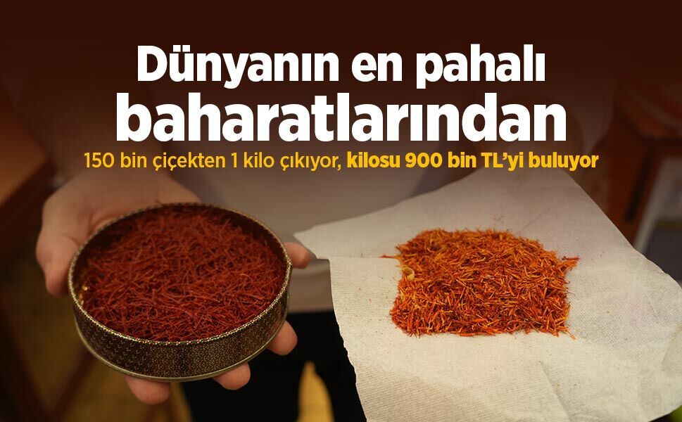 Dünyanın en pahalı baharatlarından: 150 bin çiçekten 1 kilo çıkıyor, kilosu 900 bin TL’yi buluyor
