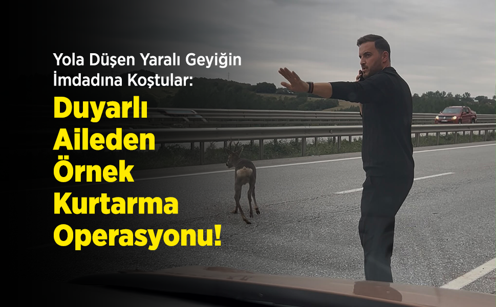 Yola Düşen Yaralı Geyiğin İmdadına Koştular: Duyarlı Aileden Örnek Kurtarma Operasyonu!