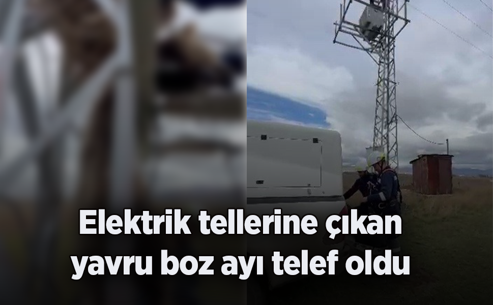 Elektrik tellerine çıkan yavru boz ayı telef oldu