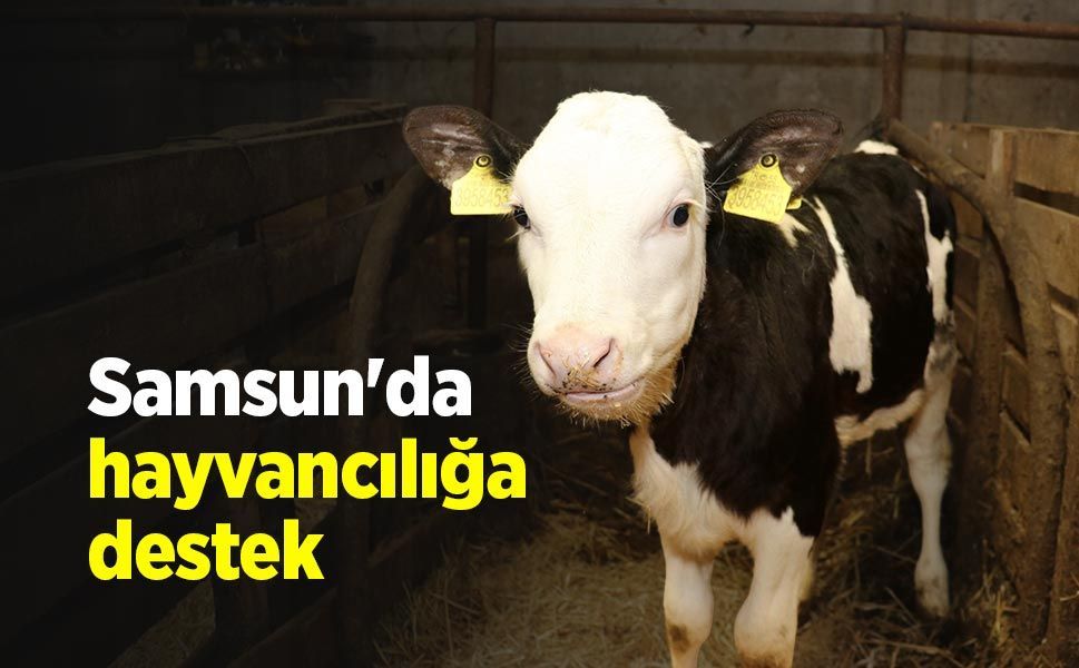 Samsun'da hayvancılığa destek