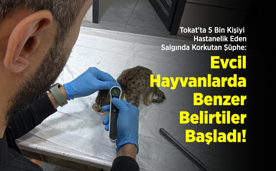 Tokat'ta 5 Bin Kişiyi Hastanelik Eden Salgında Korkutan Şüphe: Evcil Hayvanlarda da Benzer Belirtiler Başladı!