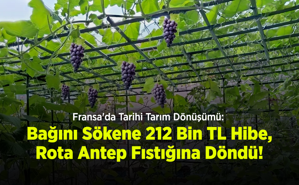 Fransa'da Tarihi Tarım Dönüşümü: Bağını Sökene 212 Bin TL Hibe, Rota Antep Fıstığına Döndü!