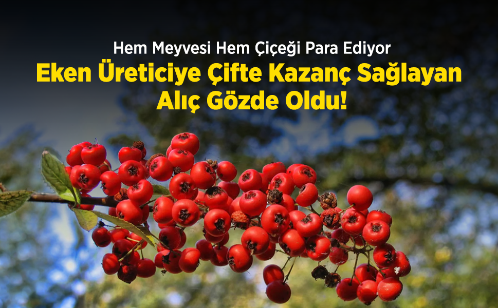 Hem Meyvesi Hem Çiçeği Para Ediyor: Eken Üreticiye Çifte Kazanç Sağlayan Alıç Gözde Oldu!