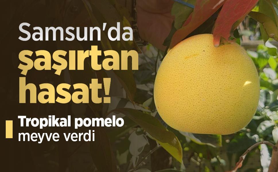 Samsun'da şaşırtan hasat! Tropikal pomelo meyve verdi