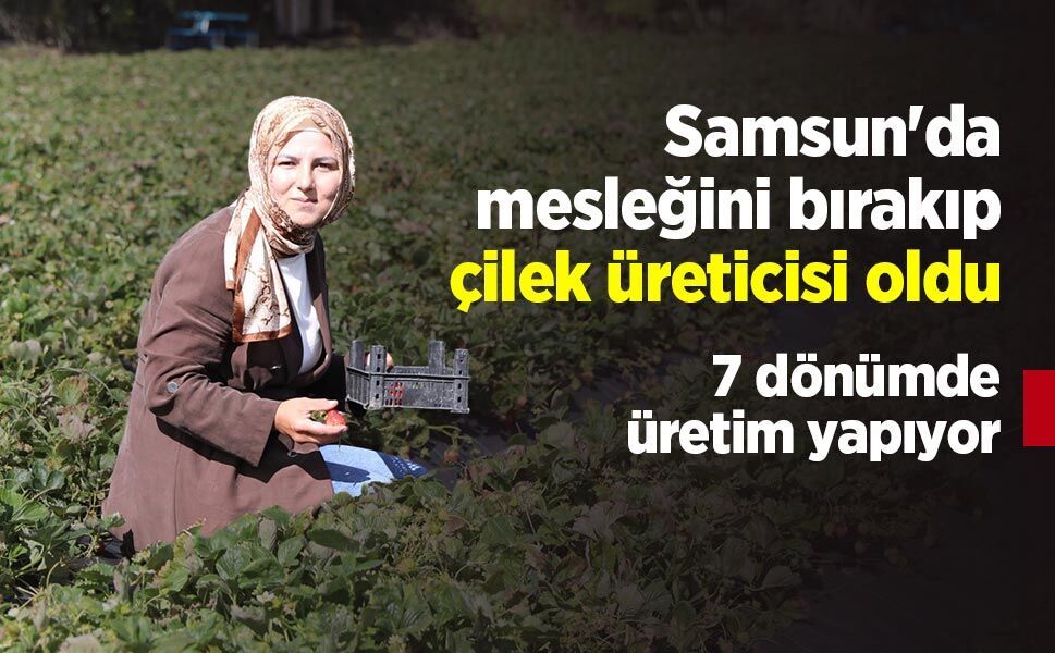 Samsun'da mesleğini bırakıp çilek üreticisi oldu: 7 dönümde üretim yapıyor