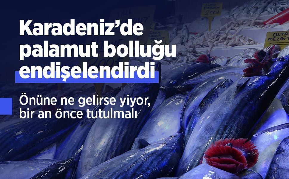 Karadeniz’de palamut bolluğu endişelendirdi: “Önüne ne gelirse yiyor, bir an önce tutulmalı”