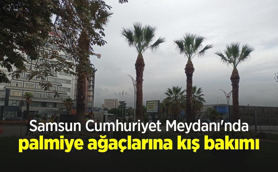 Samsun Cumhuriyet Meydanı'nda palmiye ağaçlarına kış bakımı