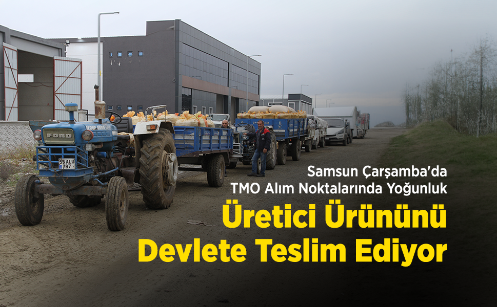 Samsun Çarşamba'da TMO Alım Noktalarında Yoğunluk: Üretici Ürününü Devlete Teslim Ediyor