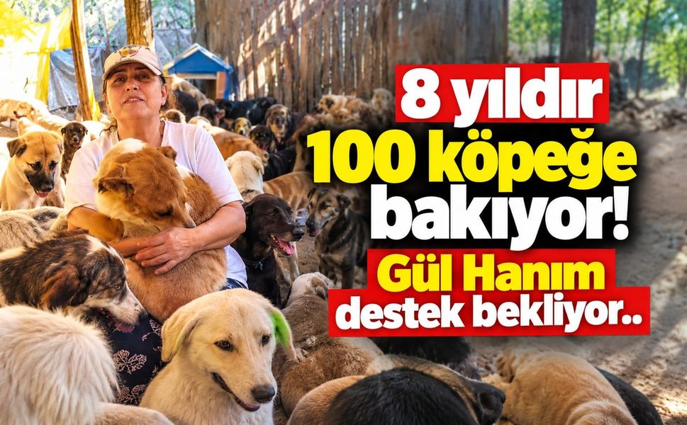 8 yıldır 100 köpeğe bakıyor! Gül Hanım destek bekliyor