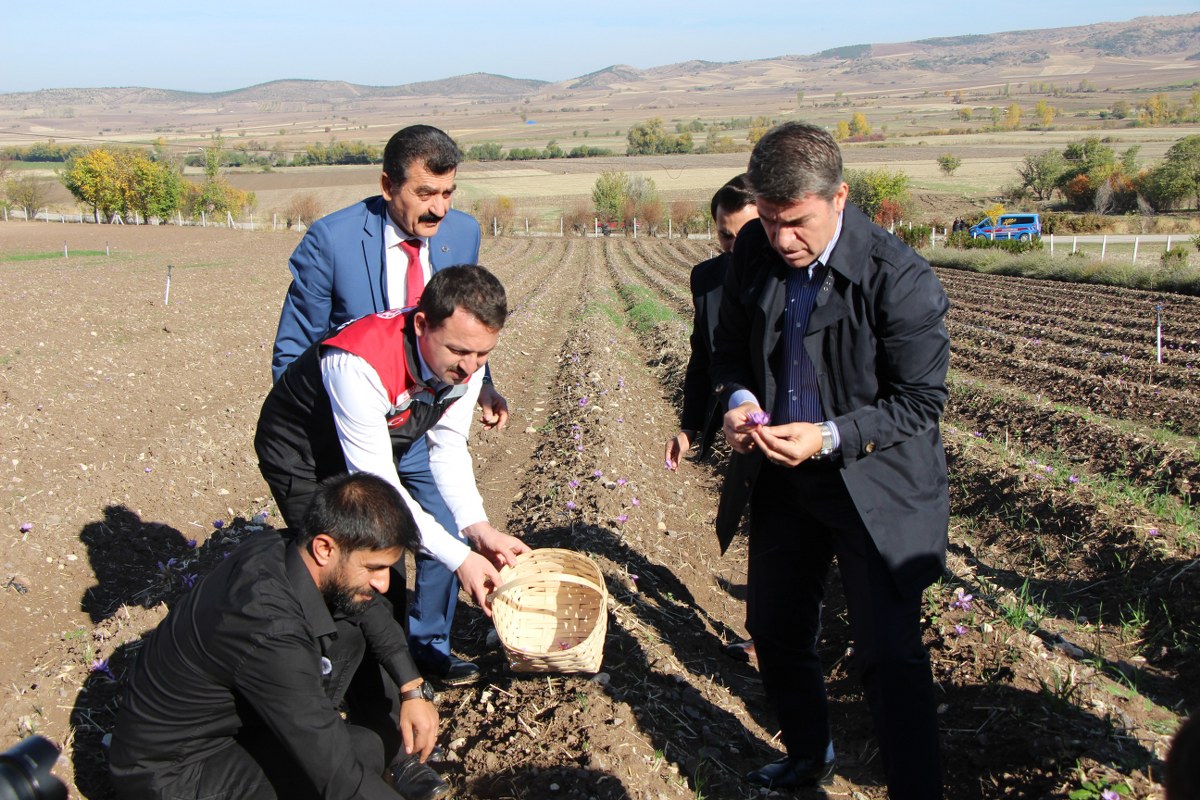 A W567993 07 1200X800