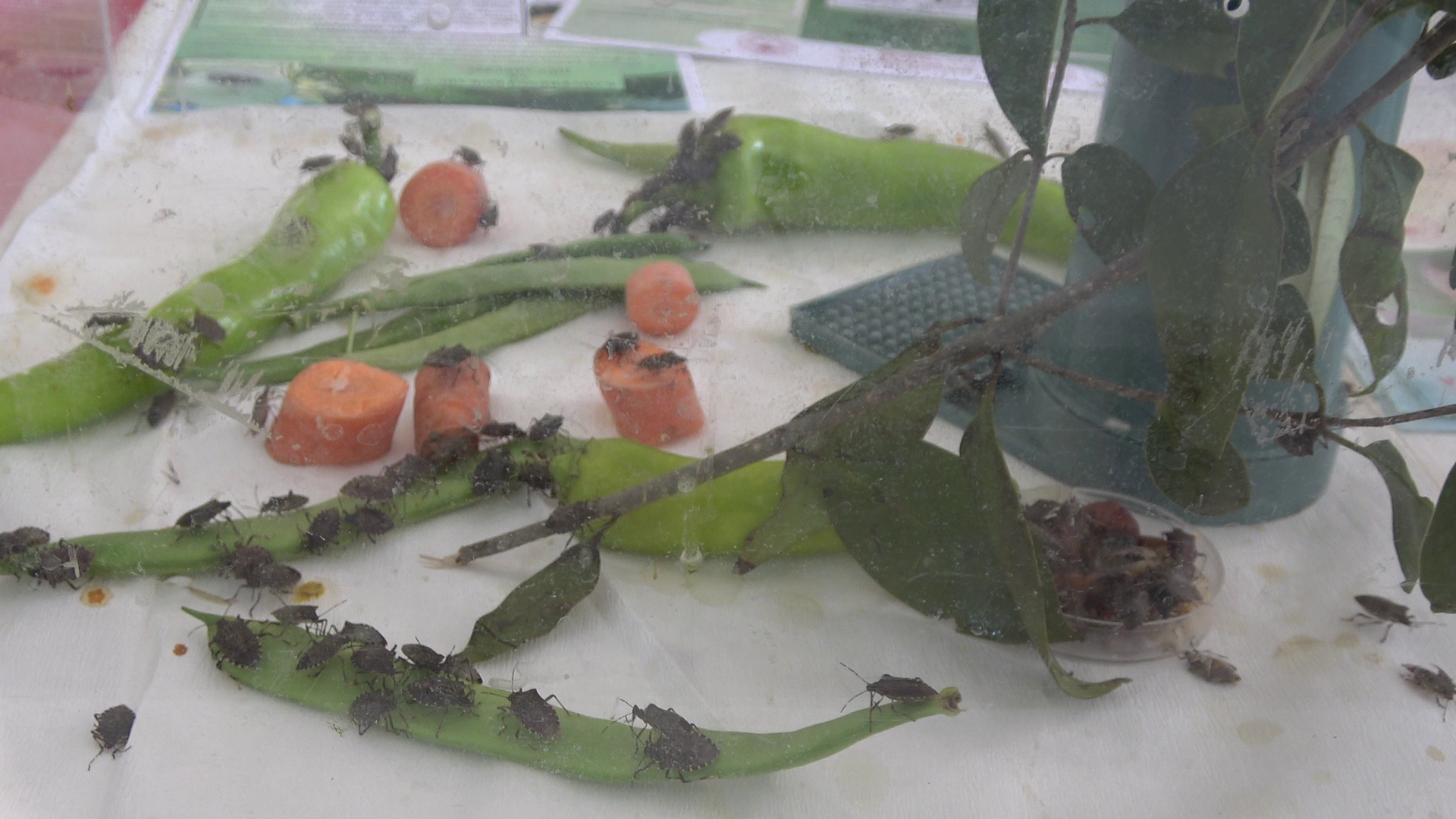 S A M U R A Y A R I S I E S E K A R I S I D E G I L K A H V E R E 992021 294349