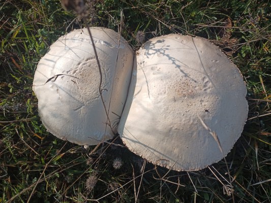 A W580635 03 533X400