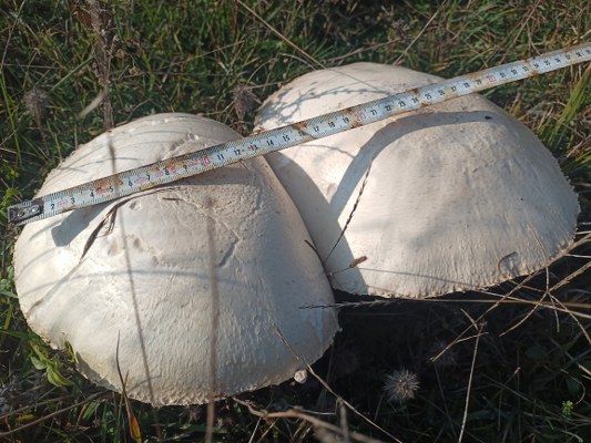 A W580635 04 533X400