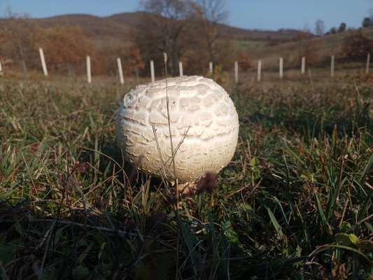 A W580635 05 533X400