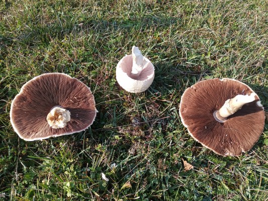 A W580635 06 533X400