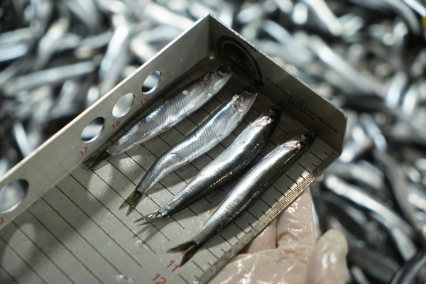 A W580861 06 600X400