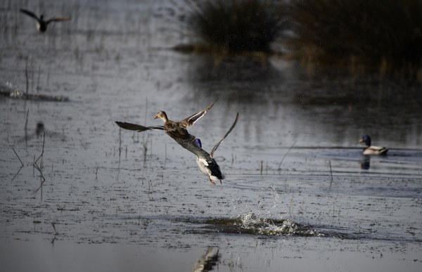 A W580982 02 600X387