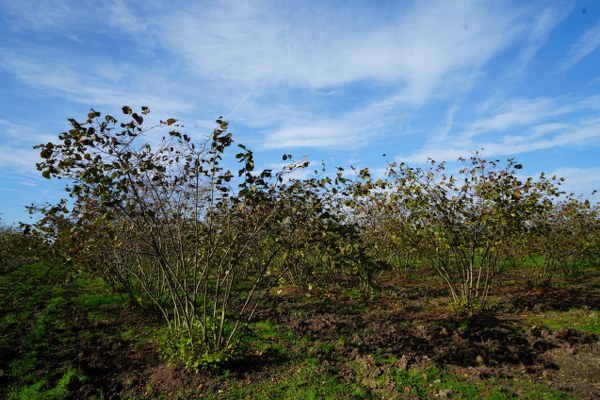 A W582132 05 600X400