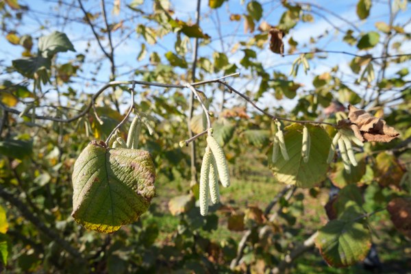 A W586270 12 600X400