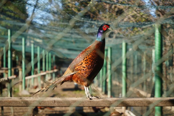 A W593927 01 600X400